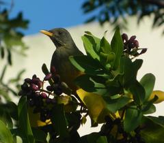 Turdus olivaceus pondoensis