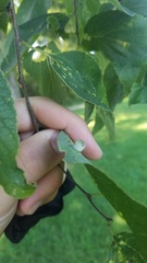 Pachypsylla celtidismamma