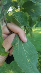 Pachypsylla celtidismamma