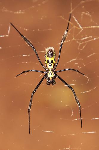 Hairy Golden Orb-weaving Spider