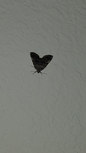 American Idia Moth photo 5
