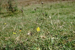 Crepis setosa