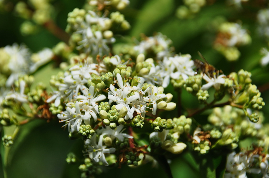 Heptacodium