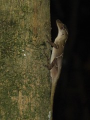 Anolis schiedii