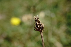 Crepis setosa