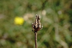 Crepis setosa