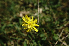 Crepis setosa