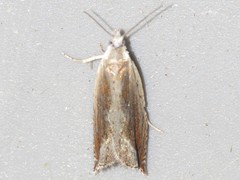 Ancylis goodelliana