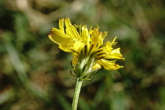 Crepis setosa