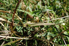Crepis setosa