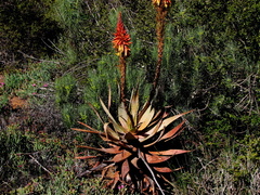 Aloe microstigma microstigma