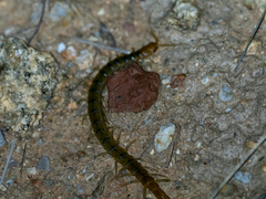 Scolopendra polymorpha
