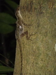 Anolis schiedii