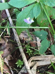 Burmannia biflora