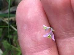 Burmannia biflora