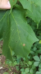 Acericecis ocellaris