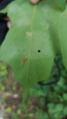 Acericecis ocellaris