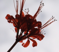 Nerine sarniensis