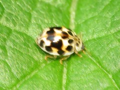 Psyllobora vigintimaculata