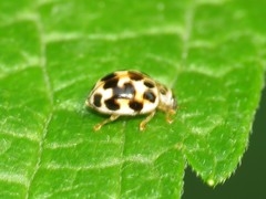 Psyllobora vigintimaculata