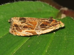 Olethreutes tilianum