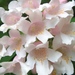 Beauty Bush - Photo (c) beautifulcataya, some rights reserved (CC BY-NC-ND)