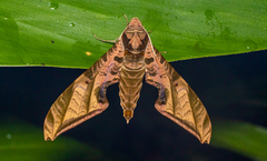 Protambulyx euryalus