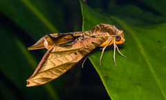 Protambulyx euryalus