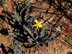 Othonna auriculifolia