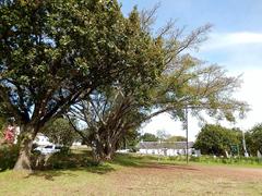 Ficus natalensis natalensis