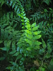 Asplenium gemmiferum