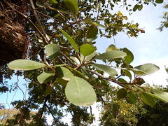 Ficus natalensis natalensis