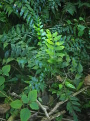 Asplenium gemmiferum