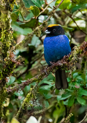 Iridosornis rufivertex