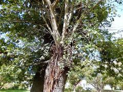 Ficus natalensis natalensis