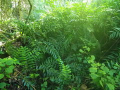 Asplenium gemmiferum