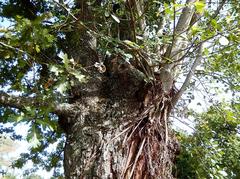 Ficus natalensis natalensis
