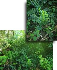 Asplenium gemmiferum