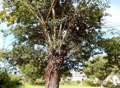 Ficus natalensis natalensis
