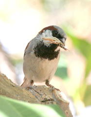 Passer domesticus indicus