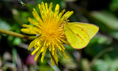 Colias dimera