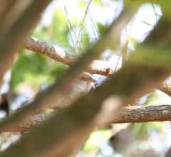 Passer domesticus indicus