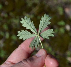 Potentilla argentea