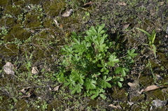 Potentilla argentea