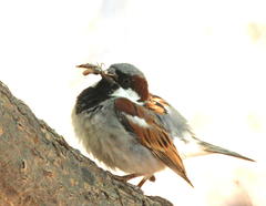 Passer domesticus indicus