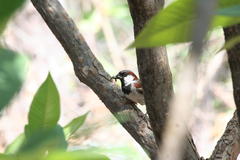 Passer domesticus indicus