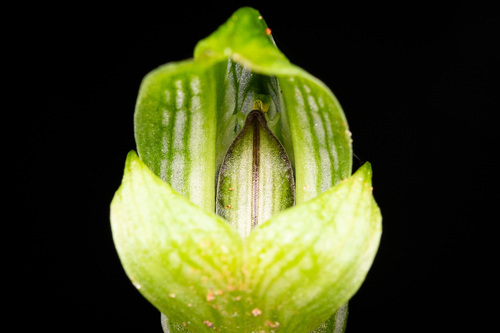 Pterostylis bureaviana observed 2021-07-25