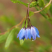 Bluebell Creeper - Photo (c) quadrapop, some rights reserved (CC BY-NC-SA)