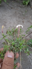 Bouvardia erecta