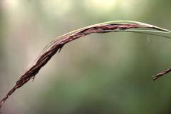 Carex lancea